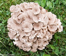 Polyporus umbellatus (Dendopolyporus umbellatus)8118