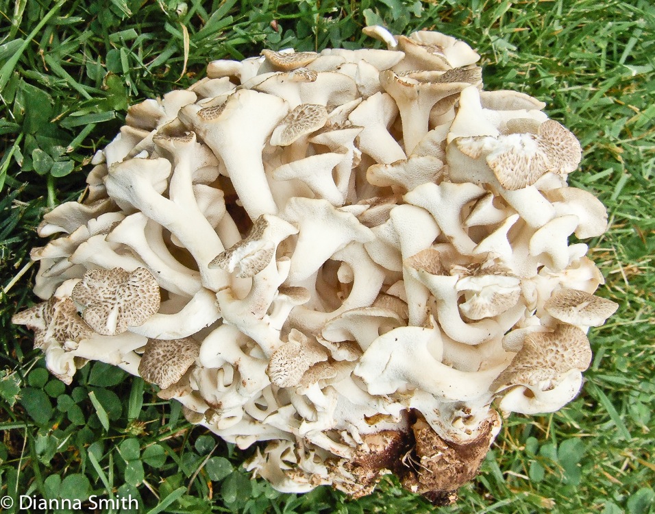 Polyporus umbellatus (Dendopolyporus umbellatus)8119