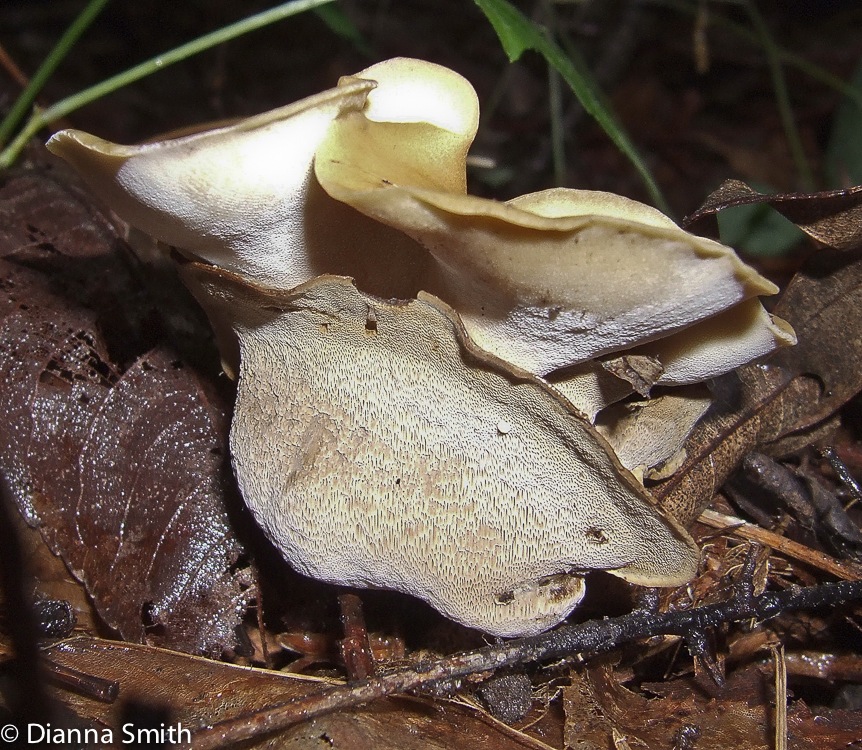 Polyporus varius1411