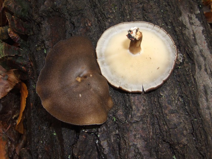 Polyporus brumalis10130033
