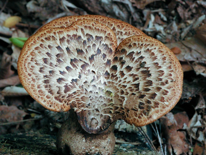 Polyporus squamosus9692