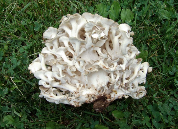 Polyporus umbellatus8116