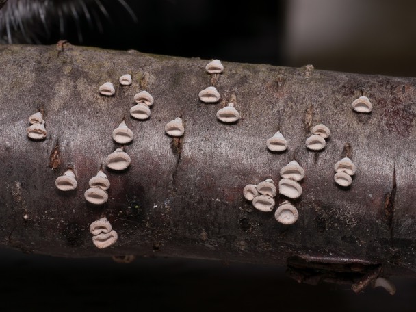 Porodisculus pendulus1020768