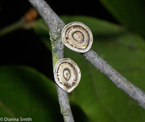 Poronidulus conchifer3178