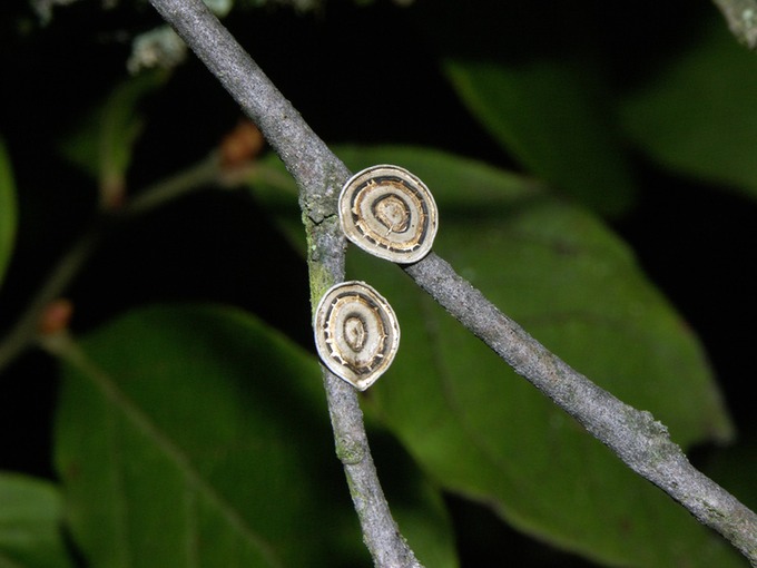Poronidulus conchifer3178