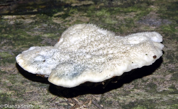 Postia caesia208