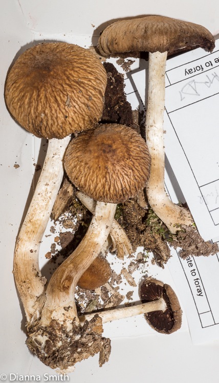 Psathyrella delineata01577