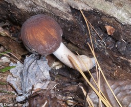 Psathyrella rugocephala6736