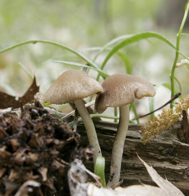Psathyrella hydrophila1924