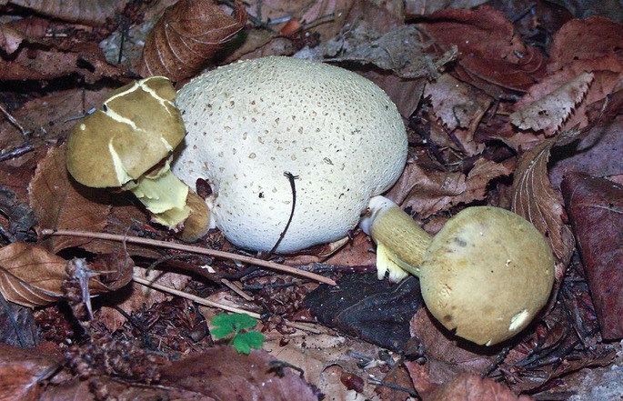 Pseudoboletus parasiticus ed6910