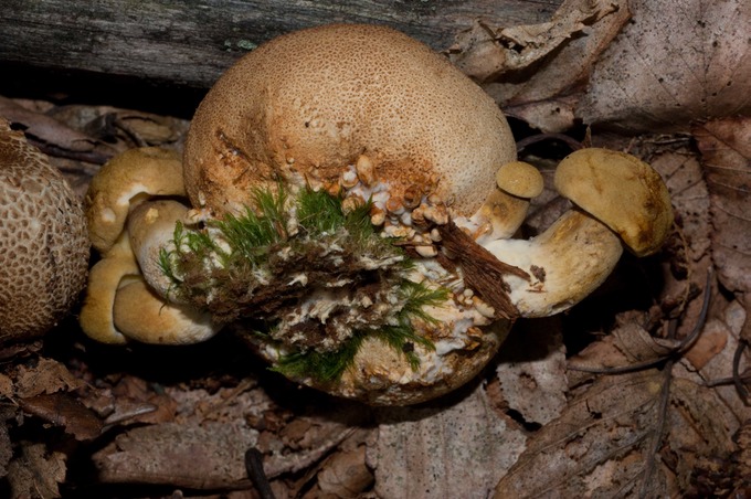 Pseudoboletus parasiticus03146
