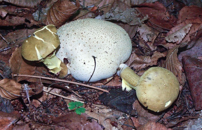 Pseudoboletus parasiticus ed6910