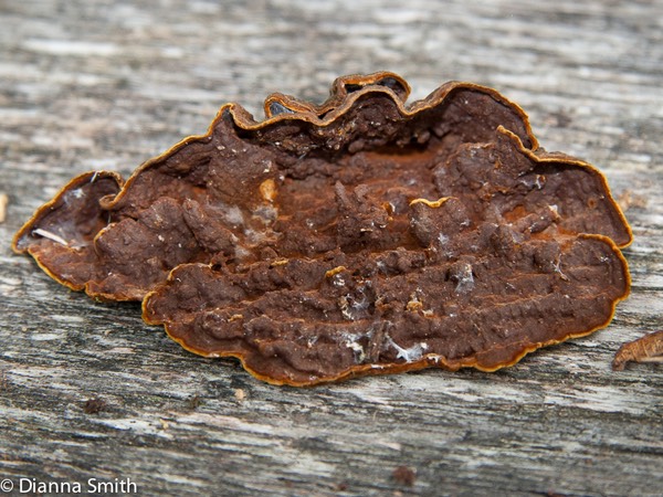 Pseudochaete tabacina (Hymenochaete tabacina)1020799