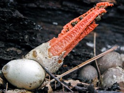 Pseudocolus fusiformis6188