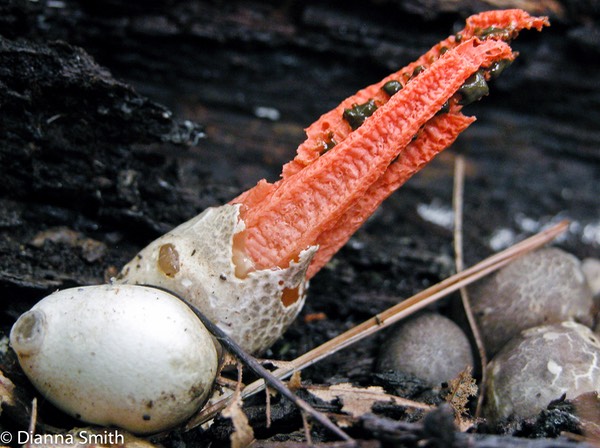 Pseudocolus fusiformis6188