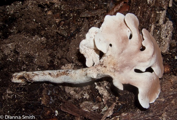 Pseudofistulina radicata 9916