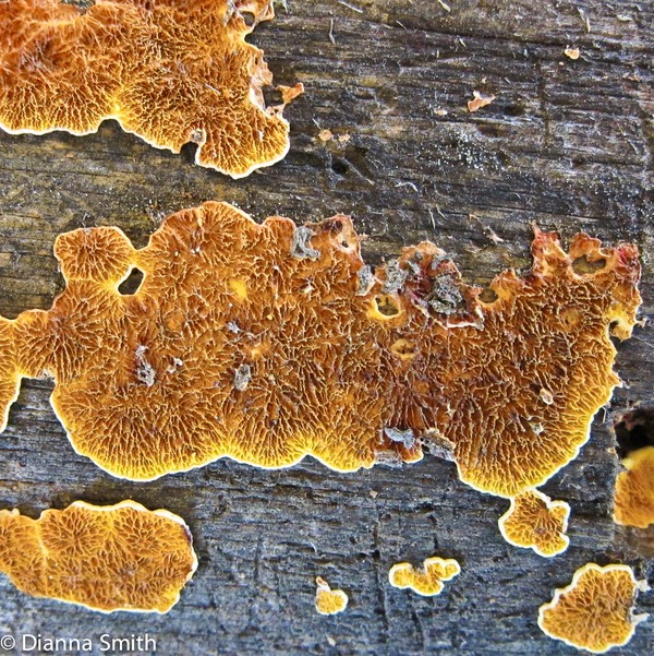 Pseudomerulius aureus 2262