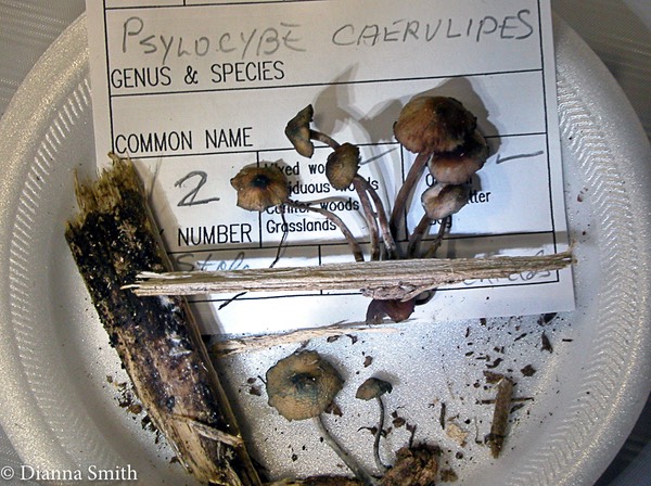 Psilocybe caerulipes7835 edited