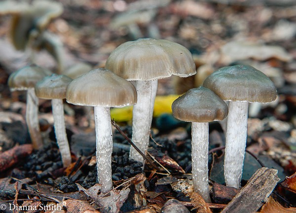 Psilocybe cyanescens WWW8099