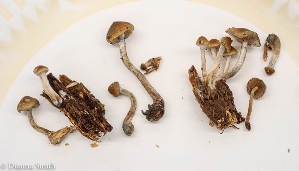 Psilocybe cyanescens01721