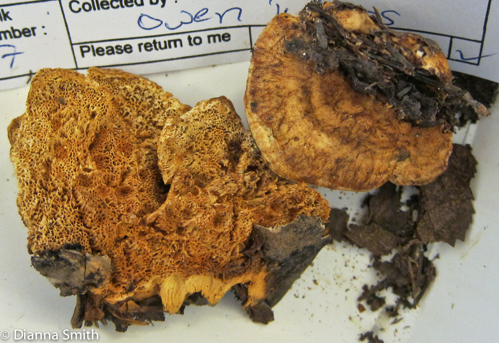 Pycnoporellus fulgens_2565