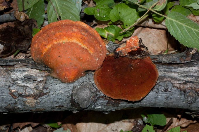 Pycnoporus cinnabarinus02490