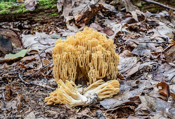 Ramaria flavigelatinosa 02612