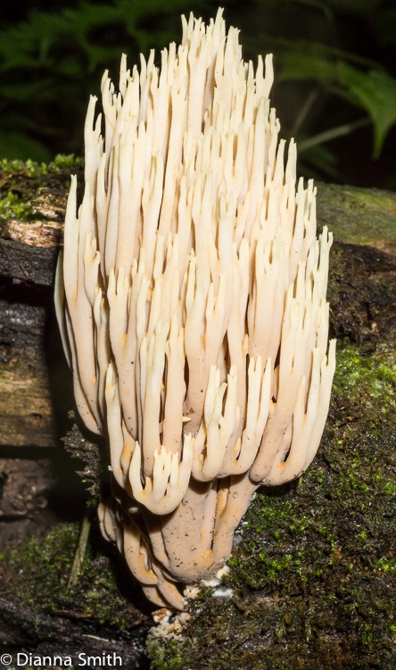 Ramaria sp.01780