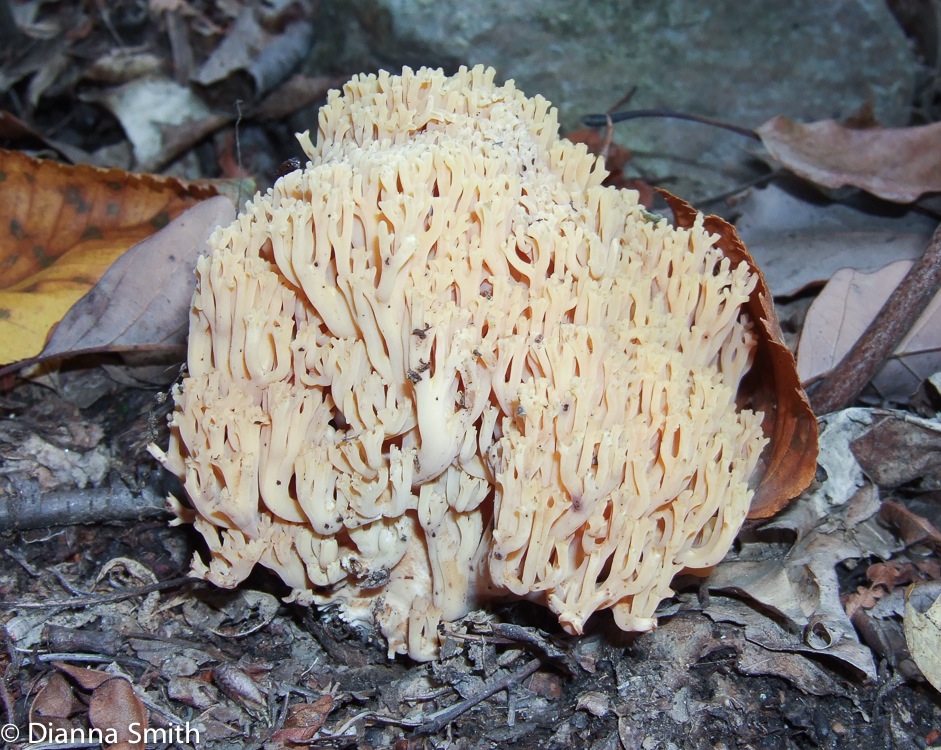 Ramaria sp.10030101