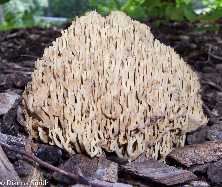 Ramaria stricta 3321