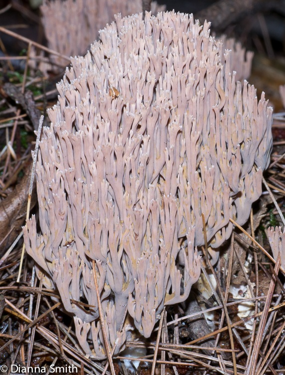 Ramaria stricta20533