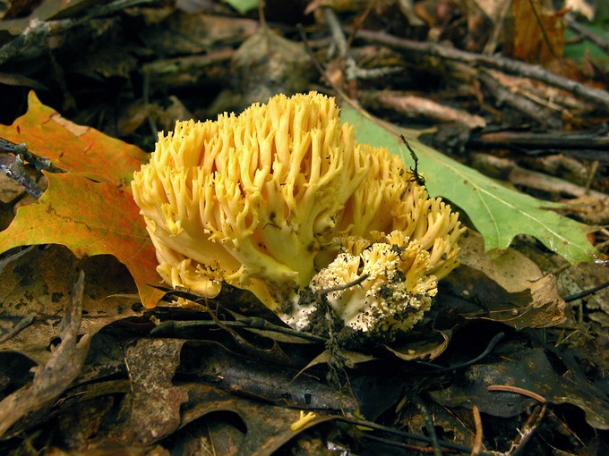 Ramaria 8060