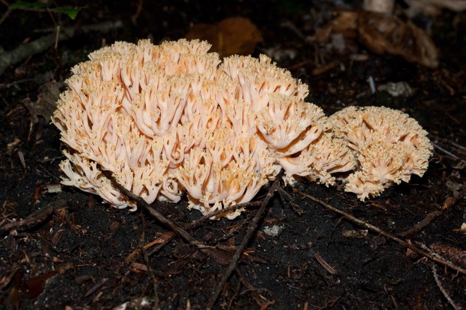 Ramaria formosa02360