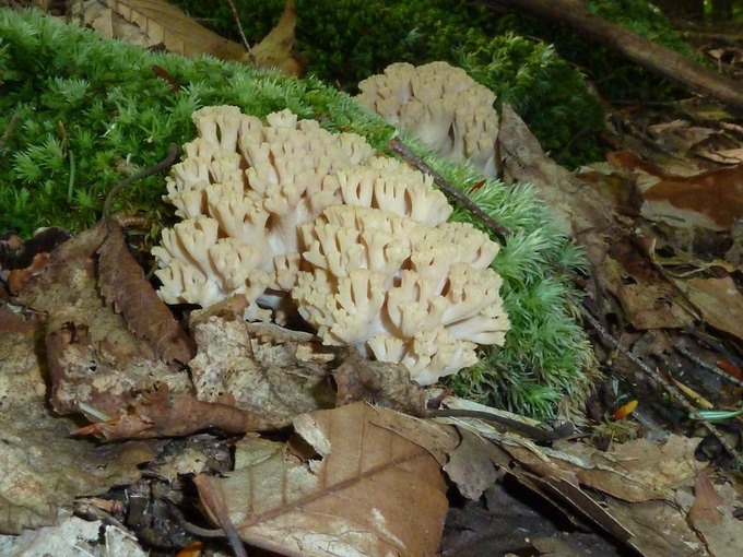 Ramaria formosa1010151