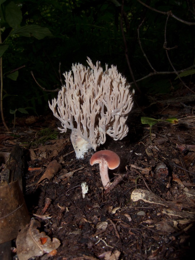 Ramaria stricta and Lactarius 9898