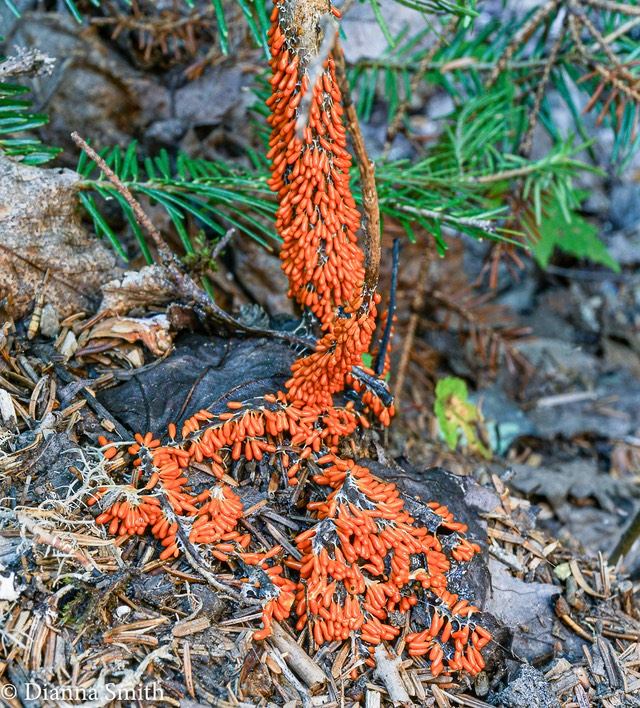 Red Myxogastria sp. 01562