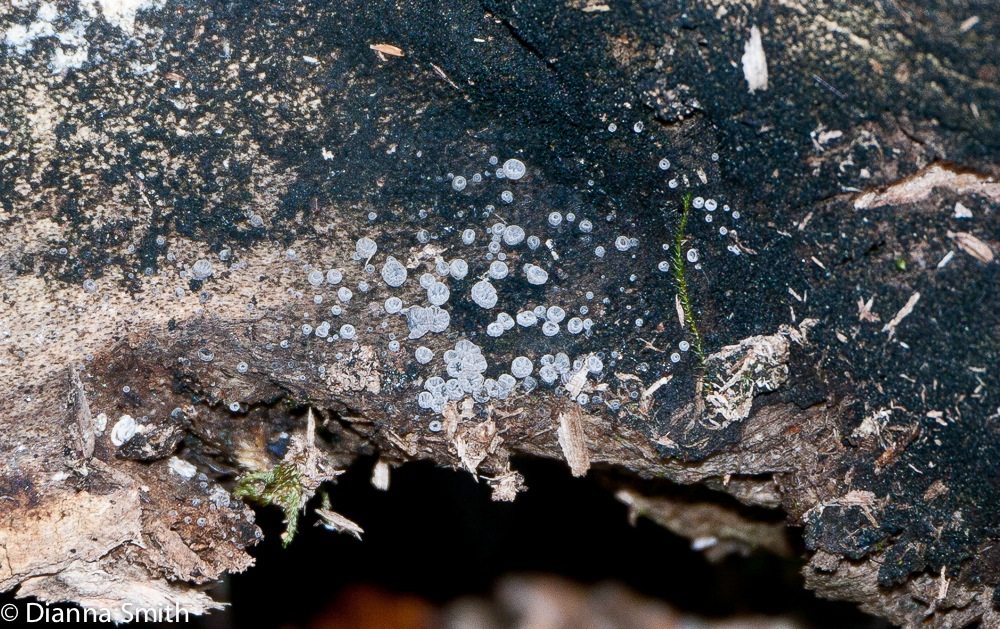 Resupinatus applanatu1010862