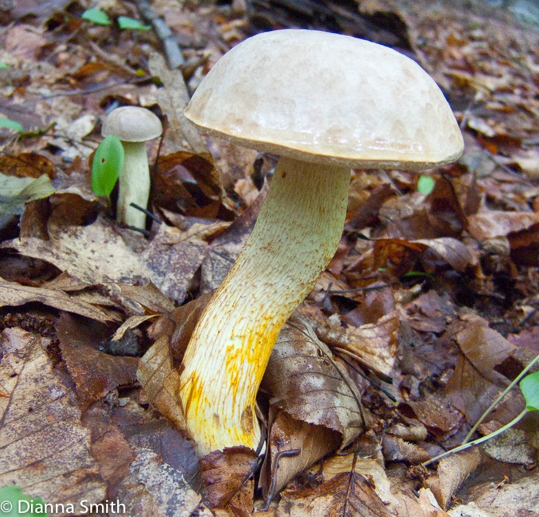 Retiboletus griseus 2648