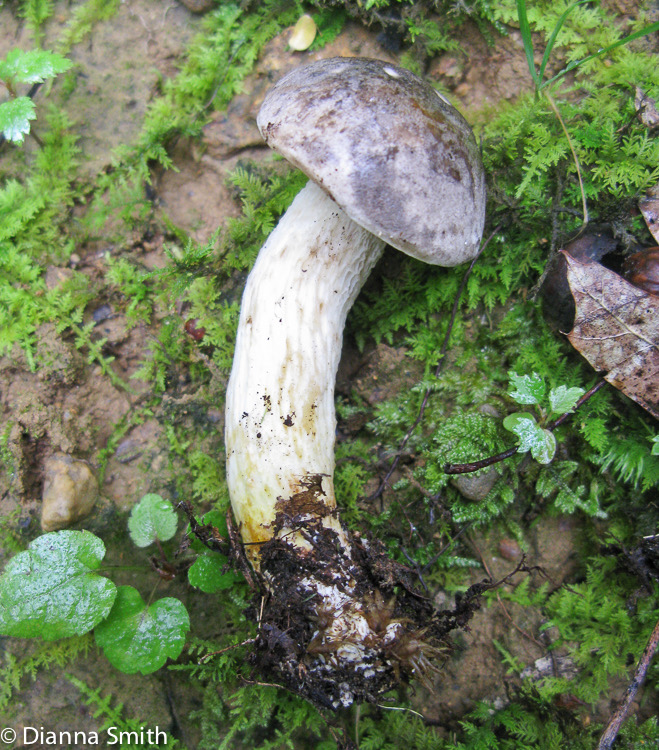 Retiboletus griseus1205