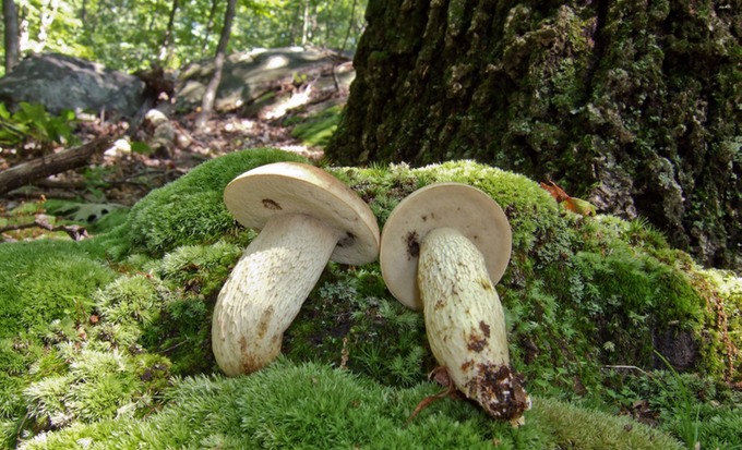Retiboletus griseus white pored & reticulate4035