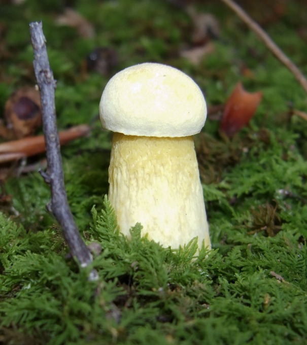 Retiboletus ornatipes oy3781