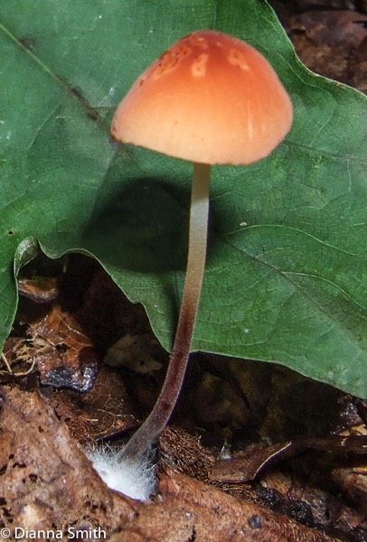 Rhizomarasmius pyrrhocephalus3859-2