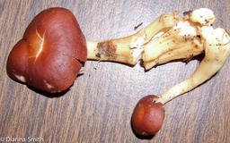 Rhodocollybia butyracea (Collybia butyracea)4518