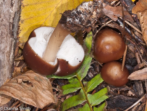 Rhodocollybia butyracea (Collybia butyracea) 6805