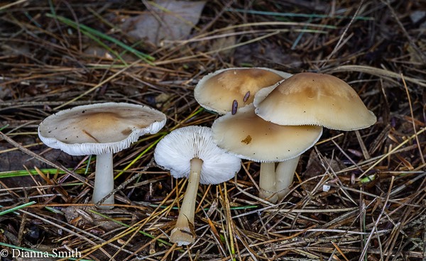 Rhodocollybia lentinoides 03774