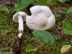Rhodocollybia maculata3878