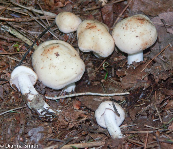 Rhodocollybia maculata6393