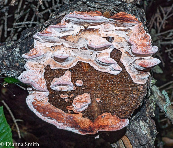 Rhodofomes cajanderi (Fomitopsis cajanderi) 001824