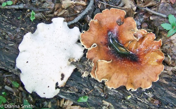Royoporus badius (Polyporus badius) 0883