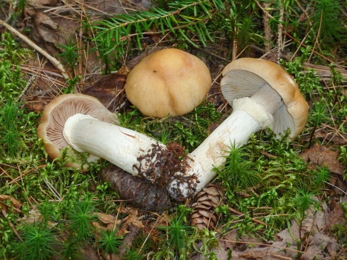 Rozites caperata1020454